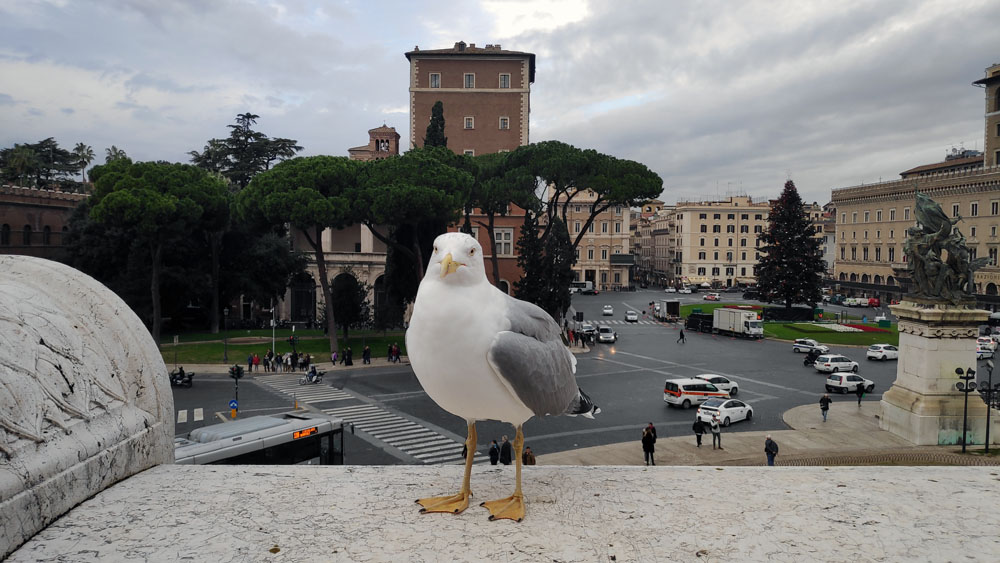 כיכר ונציה רומא