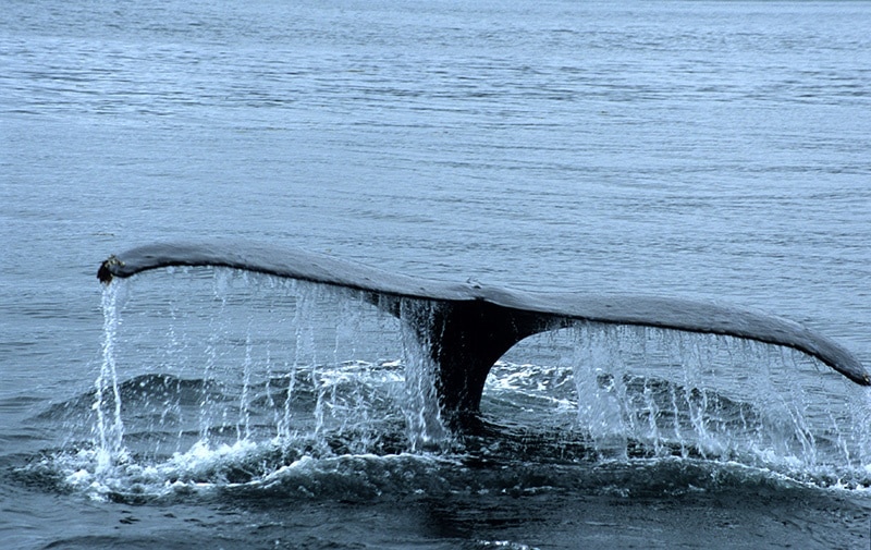 צפייה בלוויתנים באלסקה ביולי